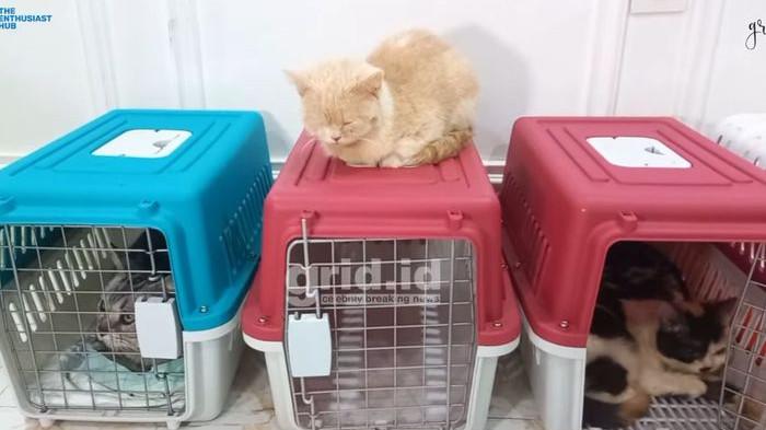 Kondisi terkini kucing-kucing Uya Kuya usai penjarahan.