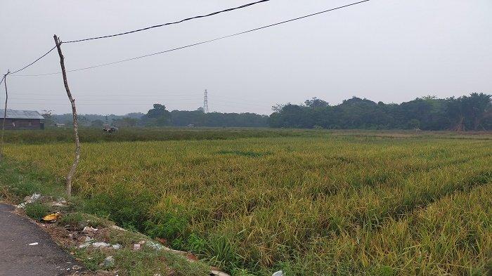 Laksanakan Gernas Peningkatan Produksi Pertanian Saat Elnino, 2.000 Hektare Padi Ditanam di Balangan