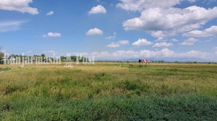 Produksi Padi Kalsel Tahun Ini Diperkirakan Meningkat Mencapai 1.163,51 ribu ton GKG