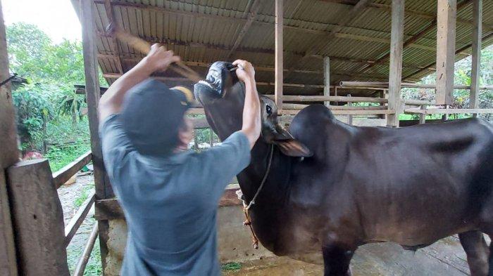 Racik Obat Secara Mandiri, Peternak Tanahlaut Ini Sukses Atasi Penyakit Mulut dan Kuku