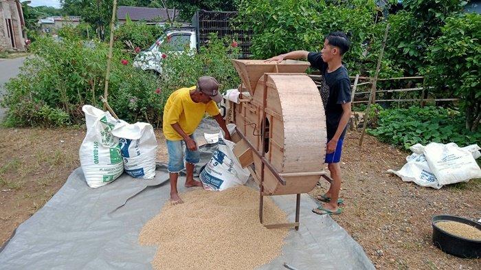 Hadapi Banyak Kendala, Petani Desa Bincau Kabupaten Banjar Bersyukur Bisa Panen Padi Lokal