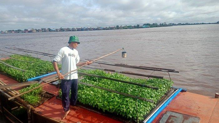 Sungai Mulai Berair, Petani di Desa Gumbil HSS Mulai Tanam Sayuran