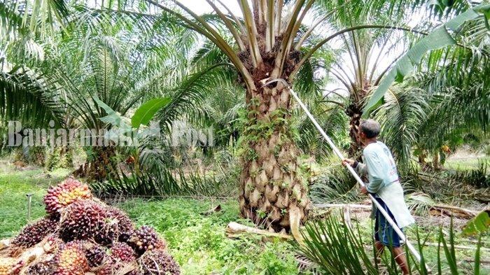 Respon Dinas Tenaga Kerja Kotabaru Soal Aspirasi Buruh Sawit yang Menolak Perhitungan Upah Minimun