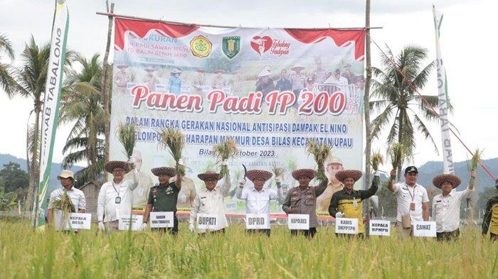 Bupati Tabalong Panen dan Tanam Padi Unggul, Kendalikan Inflasi di Bidang Ketahanan Pangan