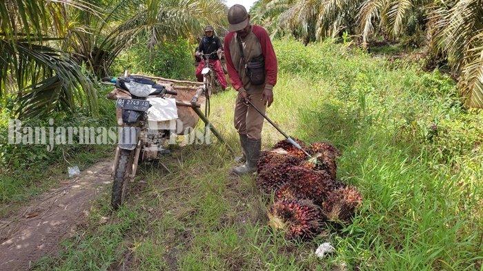 Harga Tandan Buah Segar Sawit pada Mei 2022 di Kalimantan Selatan Telah Ditentukan