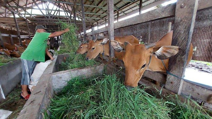 Banyak Peminat, Peternak Desa Lajar Balangan Tidak Bisa Penuhi Permintaan Sapi Kurban