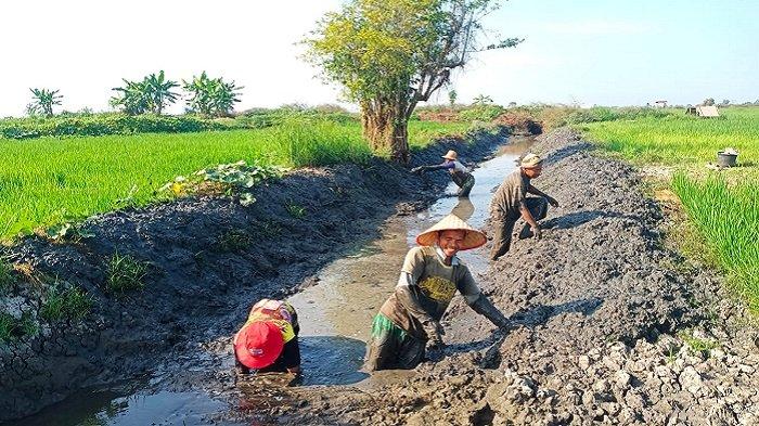 Luas Tanam Padi Sampai Agustus 2023 Sebanyak 30.679 Hektar, Dinas Pertanian HSS Bantu Benih Unggul