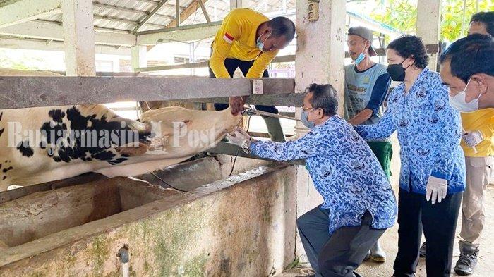 Tak Dapat Vaksin Penyakit Mulut dan Kuku, Sapi Kalsel Ditolak Masuk Kaltim