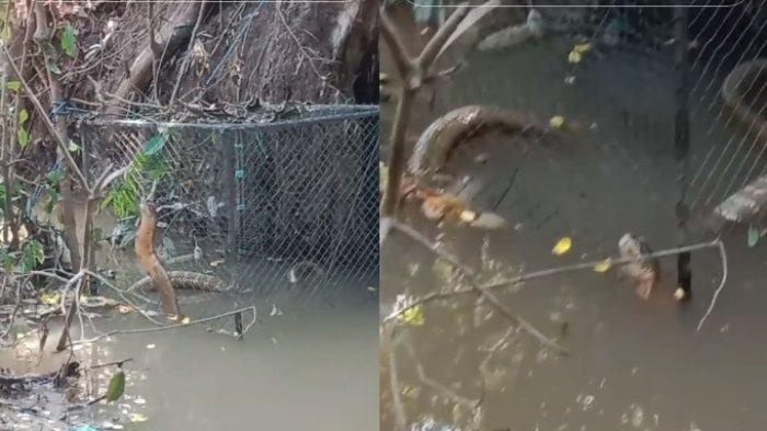 Viral Ular King Kobra Raksasa Gegerkan Warga Kalimantan, Ukurannya Saingi Garaga Panji Petualang