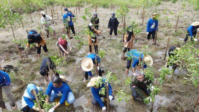 Tanam Mangrove Rambai di Pulau Curiak Batola, PT Pamapersada Nusantara Bekerjasama dengan YSBI