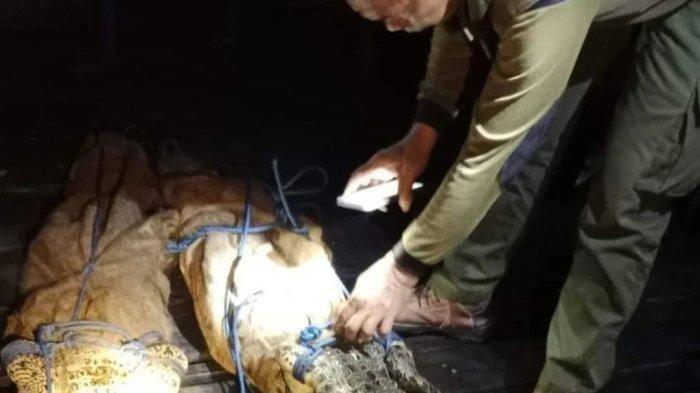 Hingga Radius 8 Kilometer, Pencarian Korban yang Diduga Diterkam Buaya di Balikpapan Dihentikan