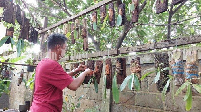 Penangkar Anggrek di Kabupaten Tanah Laut Gunakan Kotoran Walet untuk Pacu Pertumbuhan Tanaman