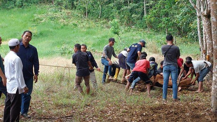 Penyembelihan Kurban Masih Ramai di Tala, Instansi Pemerintah Hingga Parpol Berbagi Daging ke Warga