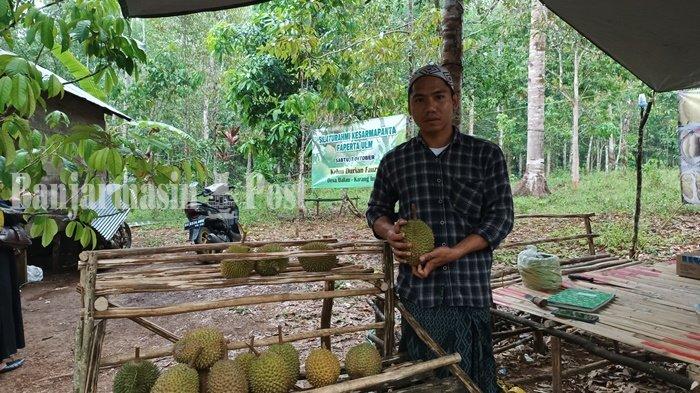 Daya Tarik Durian Kampung Biih Kabupaten Banjar sehingga Pedagangnya Bisa Menjual 100 Biji per Hari