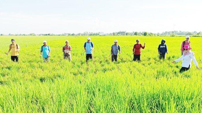 Dinas TPH Kalimantan Selatan Sebut Serangan Tungro Tak Pengaruhi Produksi Padi Kalsel