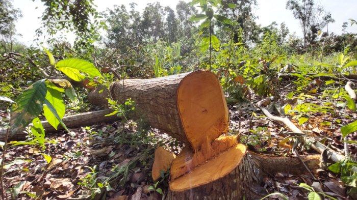 Pohon Penghijauan Kawasan Wisata Kayangan Pelaihari Dibabat, Dispar Tala Langsung Turun ke Lokasi