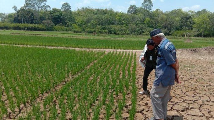 Padi Apung Juga Dilanda Kekeringan, Petani Balangan Bawa Air dari Rumah Sirami Bibit Sawit