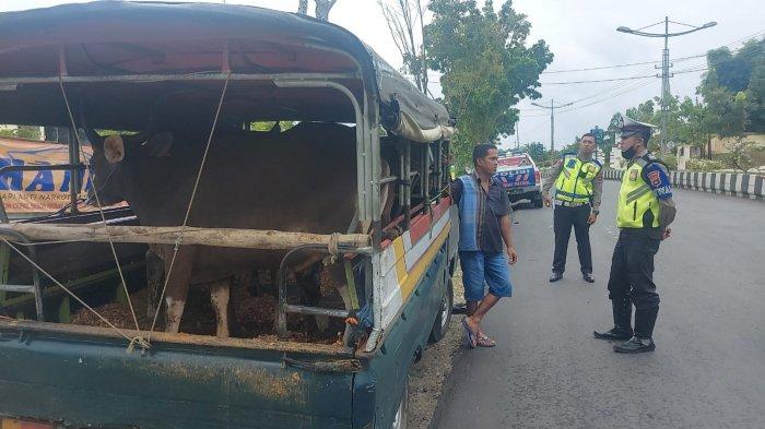Penjaringan Hewan Ternak oleh Polres Balangan, Distribusi Sapi Diminta Sertakan SKKH