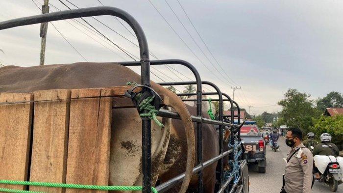 Niat Antar Sapi ke Kecamatan Juai Balangan, Warga HSU Ini Diminta Kembali untuk Lengkapi SKKH