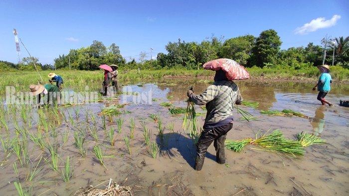 Serangan Tungro Ancam Terjadi Puso, Begini Penjelasan Dinas Pertanian Kabupaten Batola