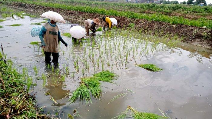 Tanam Kedua di Musim Kemarau Basah di HSS, Hama Tikus Ancam Petani di Desa Gumbil