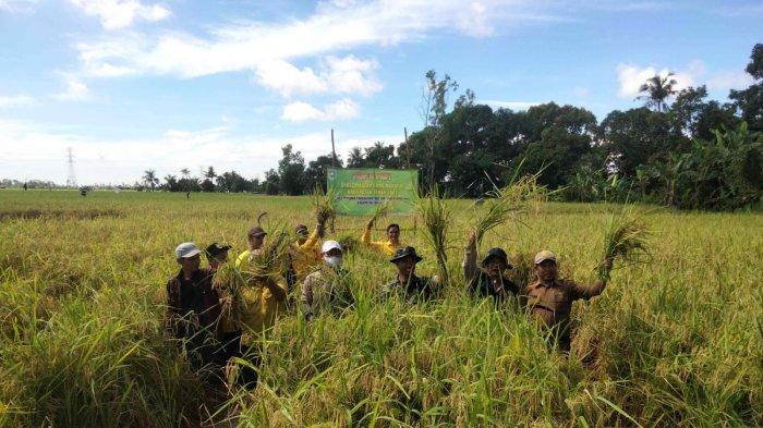 Petani di Tanahlaut Panen Raya Padi, Diharapkan Mampu Stabilkan Harga Beras di Pasaran
