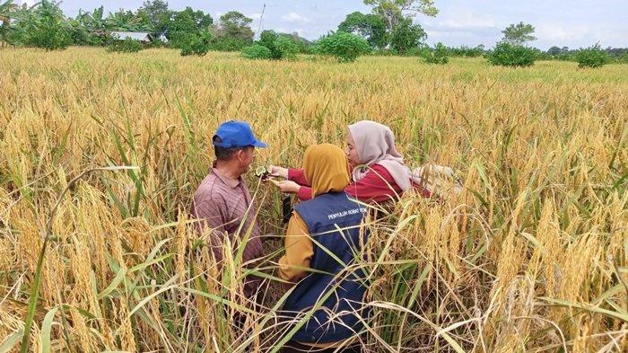 Wapres KH Ma'ruf Amin akan Hadiri Panen Lumbung Banzas di Anjir Pasar Batola Kalsel