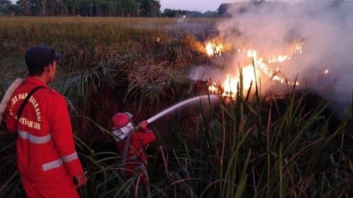 Lahan Bondong di Lianganggang Terbakar, Petugas Pemadam Pun Lakukan Ini