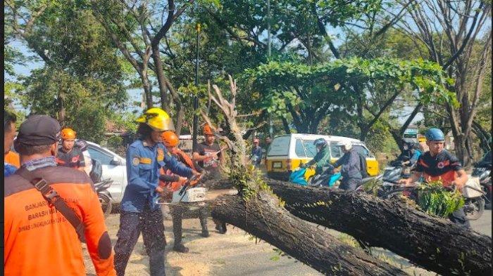 Pemko Banjarmasin Asuransikan 7.237 Pohon, Catat Besar Santunan Warga yang Tertimpa Pohon