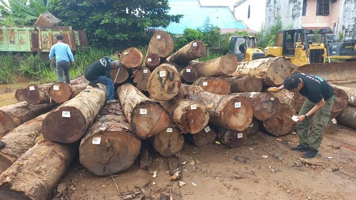 Polhut Kalsel sita 31 kayu log di Sudan Tanbu