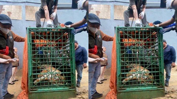 Sikap Wali Kota Samarinda Andi Harun Pasca Ada Warga Tewas Diterkam Harimau, Diserahkan ke Polres