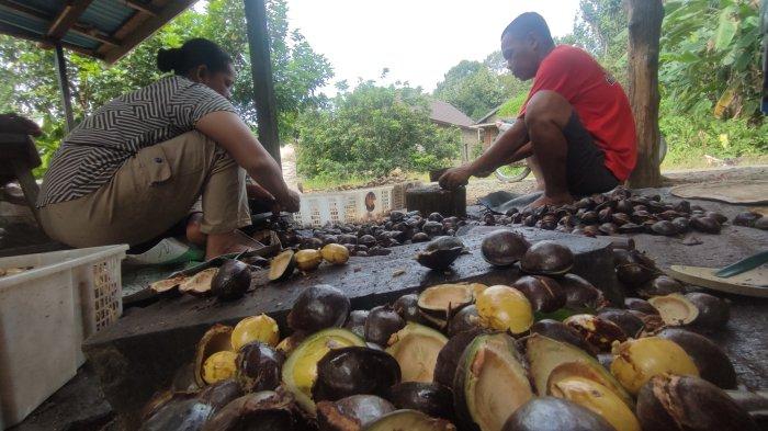 Harga Jengkol di Kotabaru Turun Drastis, Pengepul Tetap Pasok ke Jawa dan Daerah Lokal