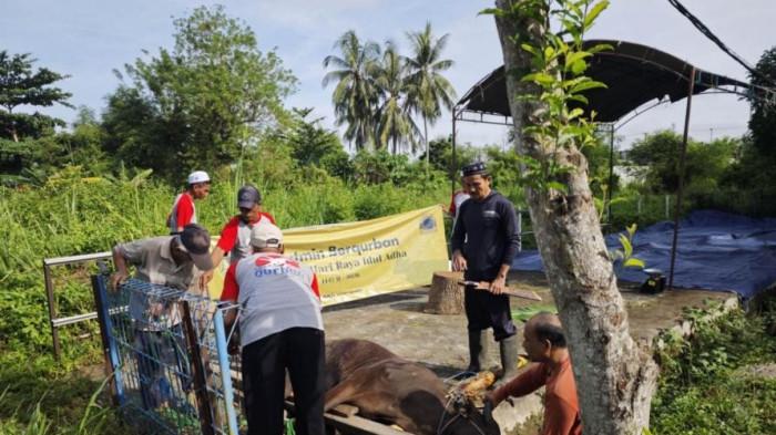 Proses pemotongan hewan kurban dalam rangka kegiatan Arutmin Berqurban