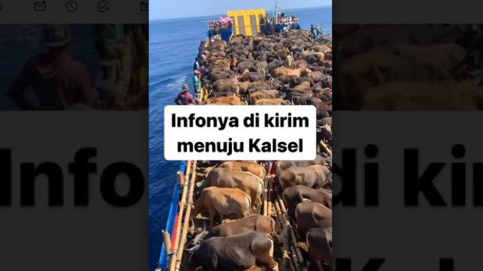 Viral Video Ratusan Sapi yang Hendak Dikirim ke Kalsel, Balai Karantina Pertanian Buka Suara
