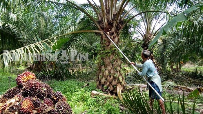 Curi Sawit, Lima Sekawan Asal Desa Benua Puhun Kutai Kartanegara Tertangarong Dibekuk