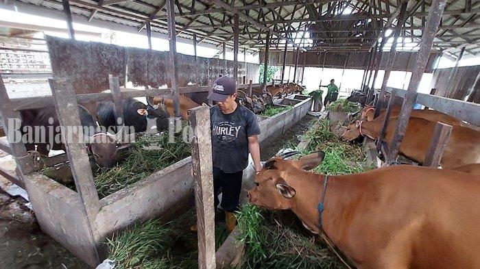 Idul Adha 2022, DKP3 Kabupaten Balangan Lakukan Pemeriksaan Kesehatan Sapi Kurban