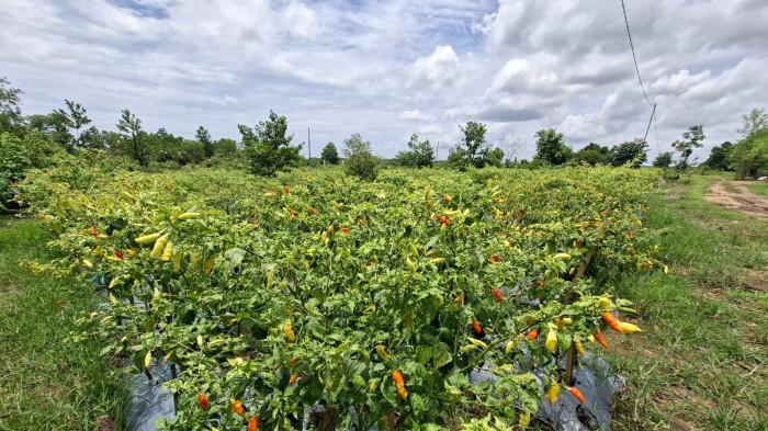 Petani di Banjarbaru Kalsel Ungkap Dugaan Penyebab Harga Cabai Anjlok