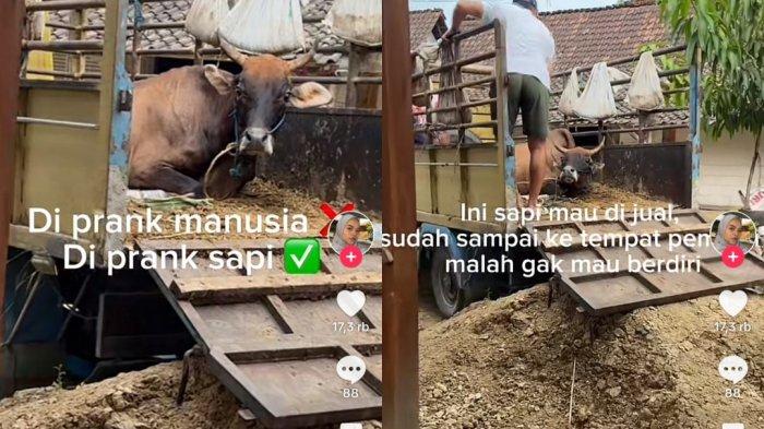 Viral Tingkah Sapi di Blora Prank Pemiliknya saat Hendak Dijual, Lakukan Ini di Dalam Truk