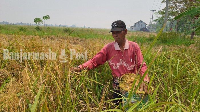 Oktober Ini Petani Barambai Batola Tanam Padi Unggul, Petani Siapkan Lahan Satu Hektar