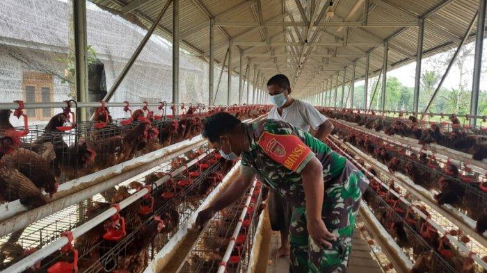 Laksanakan Komsos, Babinsa Desa Bungur Tapin Terus Memotivasi Para Peternak