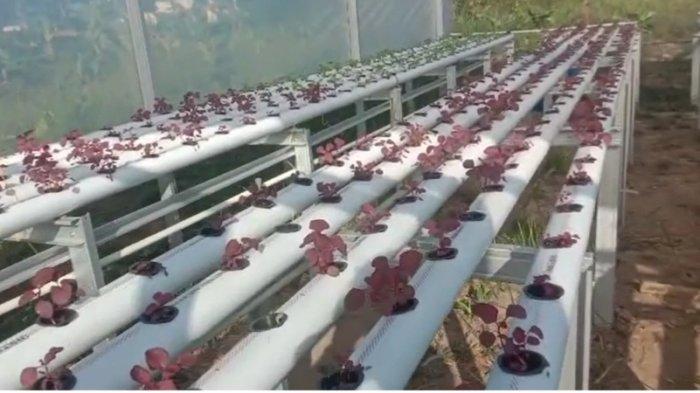 Warga Desa Sari Gadung Tanahbumbu Diajak Bikin Sayuran Jadi Biskuit, Ini Tujuannya