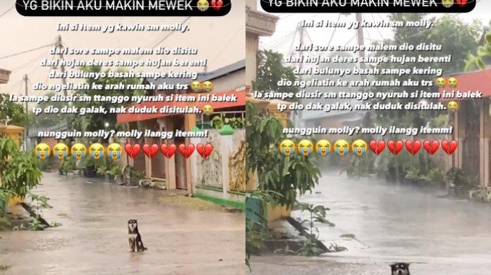 Viral Kesetiaan Seekor Anjing Hadapi Hujan dan Panas Demi Tunggu Pasangan yang Hilang, Bikin Mewek