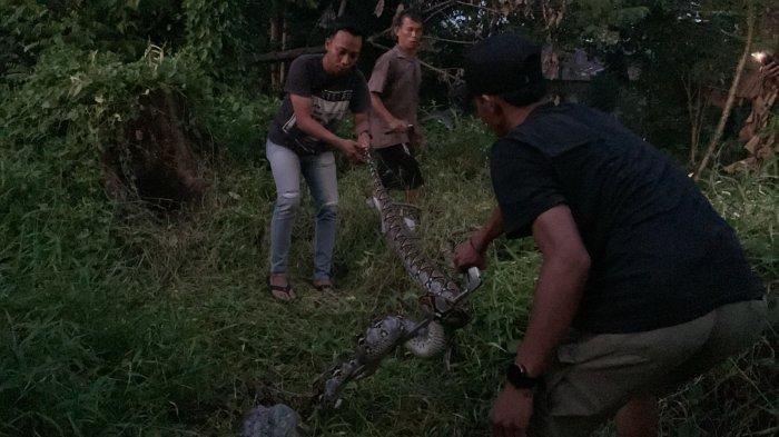 Refleks Tim ERP Animal Rescue Palangkaraya saat Diserang Ular Piton Panjang 4,5 Meter, Bersembunyi