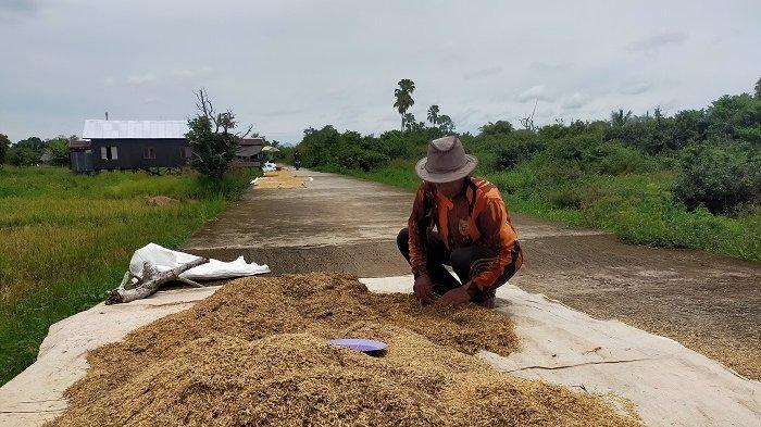 Lahan Terendam Setiap Penghujan, Petani di HSU Hanya Bisa Tanam Satu Kali Setahun