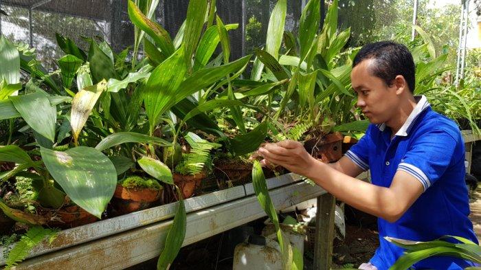 Tangkarkan Anggrek Langka, Warga Tanahlaut ini Terus 'Berburu' ke Sejumlah Daerah