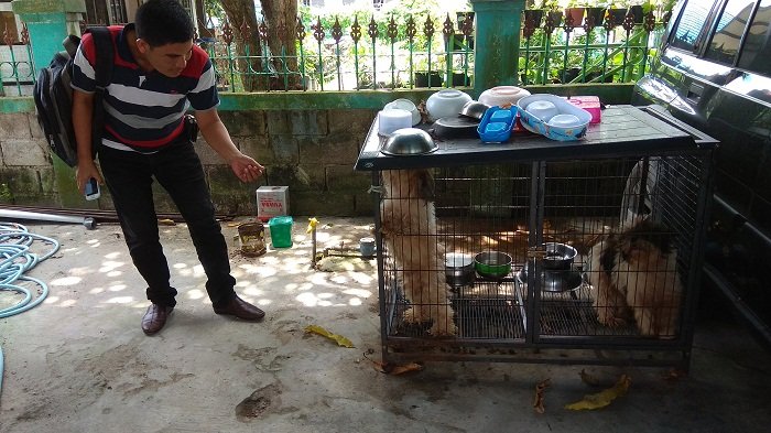 Banyak Anjing Tak Dirantai, Perwali Palangkaraya Soal Pemeliharaan Anjing Tidak Digubris