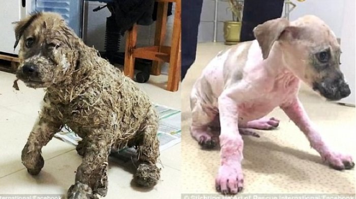 Seekor Anjing Sempat Hampir Mati Menjadi Patung, Tapi Begini Nasib Kini