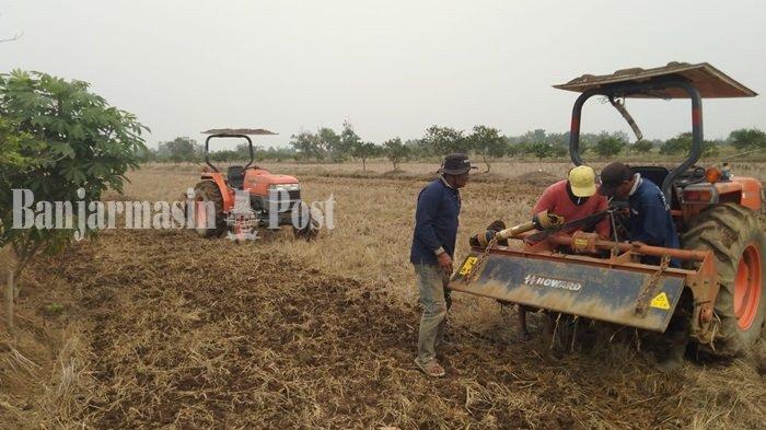 Bantu Atasi Stunting, Gapoktan Kokida 1 Kecamatan Berambai Barito Kuala Tanam Padi Nutri Zinc