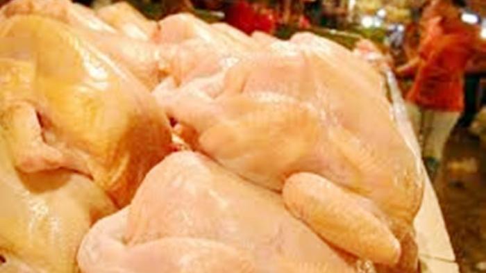 Harga Berfluktuasi, Banyak Ayam Potong Terpaksa Masuk Kulkas