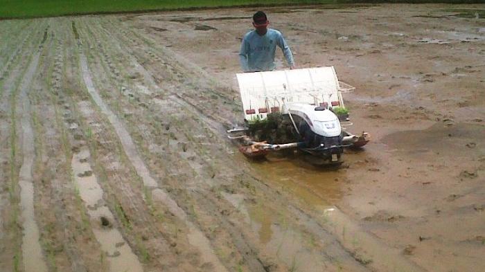 Petani Tapin Keluhkan Distribusi Air Irigasi